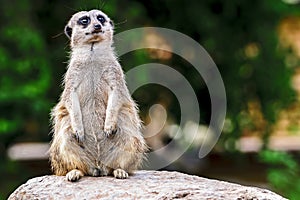 Meerkat in captivity - on guard - locking forward
