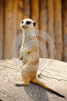 Meerkat in the city zoo