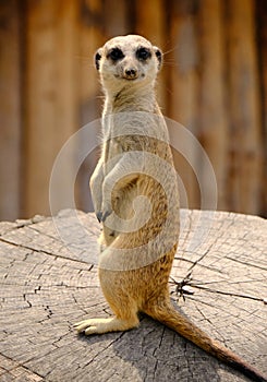 Meerkat in the city zoo