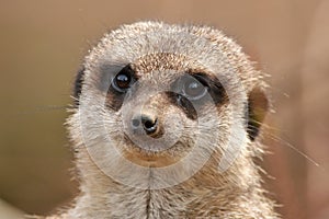 Meerkat close up