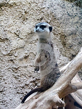 Meerkat close up at Berlin Zoo