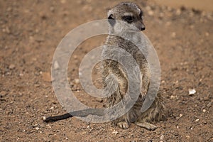Meerkat