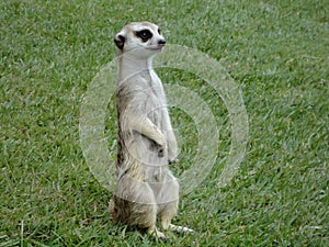 A Meerkat