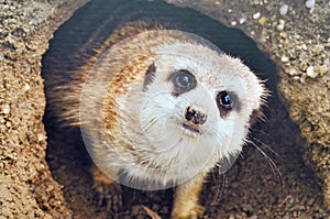 Meerkat coming out of burrow