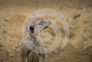 Meerkat at Cotswold Wildlife Park and Gardens