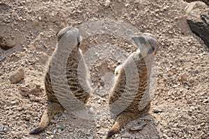 Meerkat couple