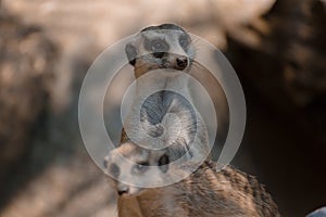 Meerkat