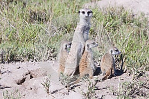 Meerkat with cubs