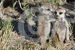 Meerkat cubs in Botswana, Africa