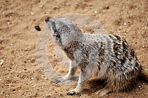 Meerkat