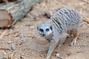 Meerkat decides to come and say hello photo