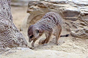 Meerkat digging on ground. Horizontal image.