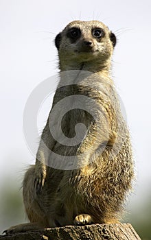 Meerkat on duty