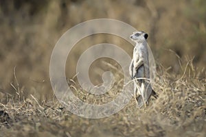 A meerkat enjoying the morning light