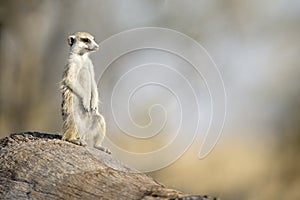 A meerkat enjoying the morning light