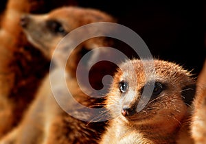 Meerkat face