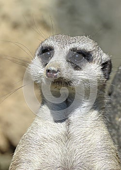 Meerkat Face Close-up