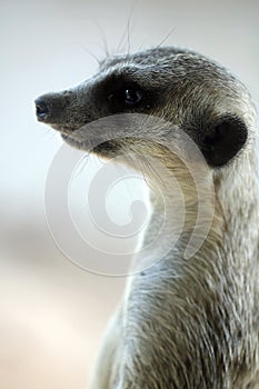 Meerkat photo