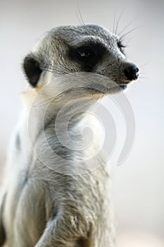 Meerkat photo