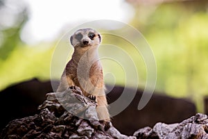 Meerkat face on tree stump with blur background