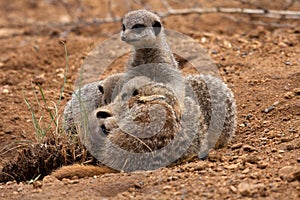 Meerkat Family