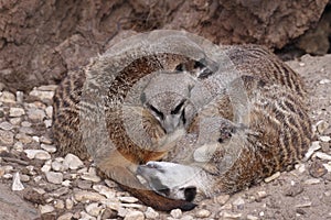 Meerkat Family photo