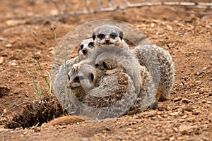 Meerkat Family