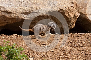 Meerkat Family