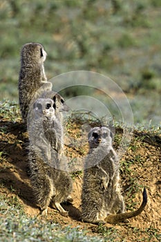 Meerkat Family