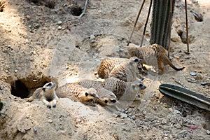 Meerkat family