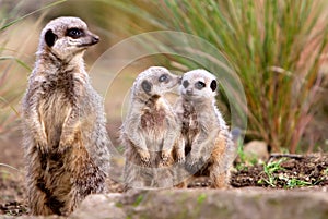 Meerkat family