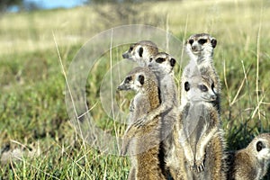 Meerkat family photo