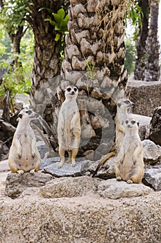 Meerkat family