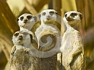 Meerkat family