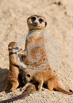 Meerkat Family