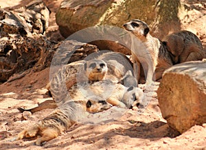 Meerkat family