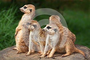 Meerkat Family photo