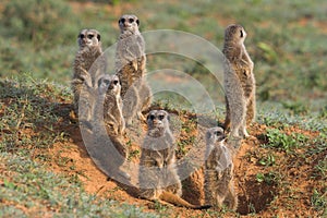 Meerkat Family