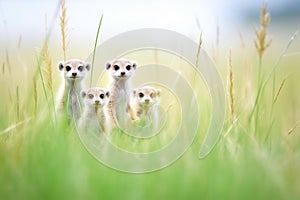 meerkat family on alert in grassy habitat