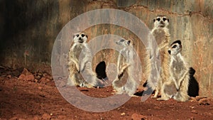 Meerkat family basking in the sun