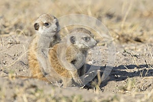 A meerkat family enjoying the morning light