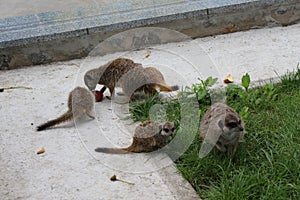 Meerkat family having fun on a walk at the zoo