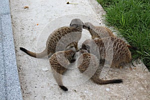 Meerkat family having fun on a walk at the zoo