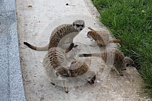 Meerkat family having fun on a walk at the zoo