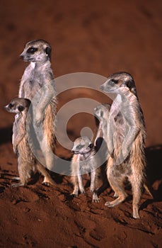 Meerkat Family in the Kalahari desert - Namibia