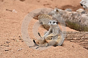 Meerkat Family, Meerkat Mother is feeding her Babies