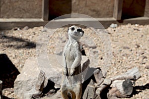 Meerkat family member Suncata suncatta on guard