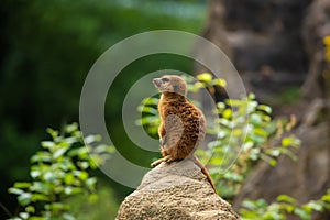 Meerkat family member (Suricata suricatta) on guard