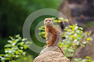 Meerkat family member (Suricata suricatta) on guard