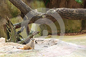 Meerkat family member Suricata suricatta on guard Concept of animal care, travel and wildlife observation. Concept of animal